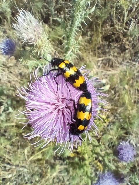 Mylabris variabilis - szalagos hólyaghúzó Mylabris variabilis - szalagos hólyaghúzó