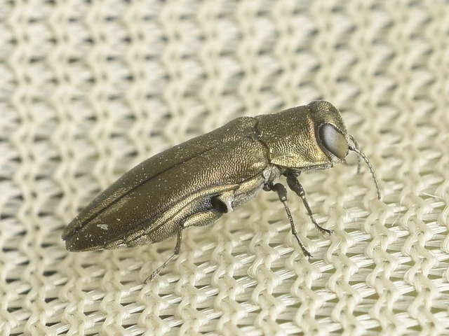 Agrilus graminis - fűrészescsápú karcsúdíszbogár