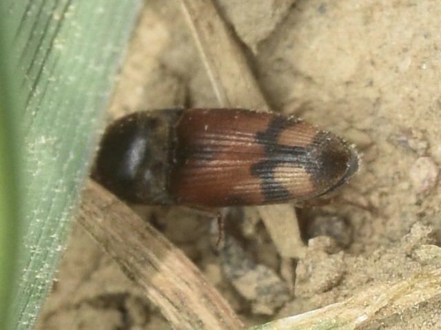 Drasterius bimaculatus - változékony pattanó