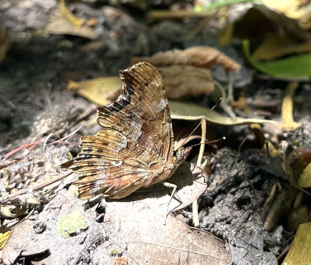 Nymphalis c-album - C-betűs lepke