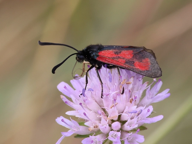 Zygaena loti - közönséges csüngőlepke