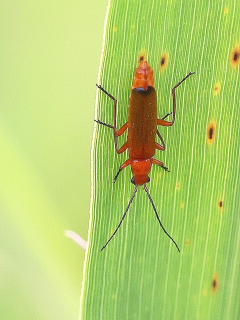 Rhagonycha fulva - feketevégű lágybogár