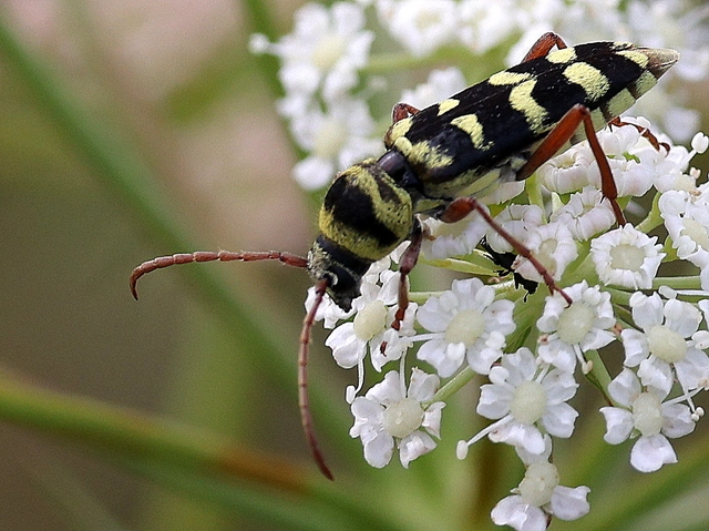 Echinocerus floralis - lucerna-darázscincér