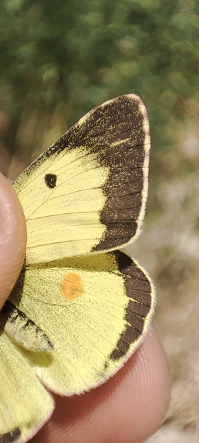 Colias erate - csángó-kéneslepke