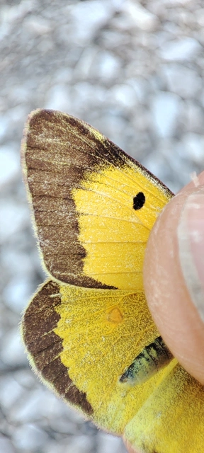 Colias erate - csángó-kéneslepke