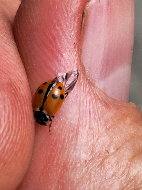 Hippodamia variegata - tizenhárompettyes katica