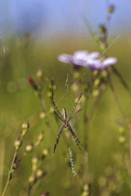 Argiope bruennichi - darázspók
