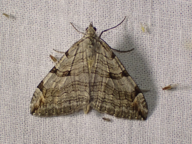 Aplocera plagiata - szürke csíkosaraszoló