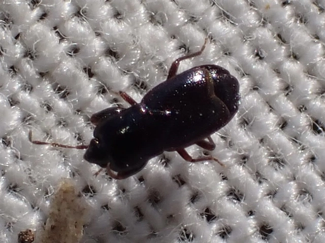 Plinthisus