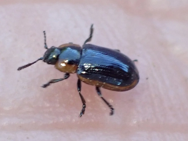 Prasocuris marginella - szegélyes boglárkalevelész