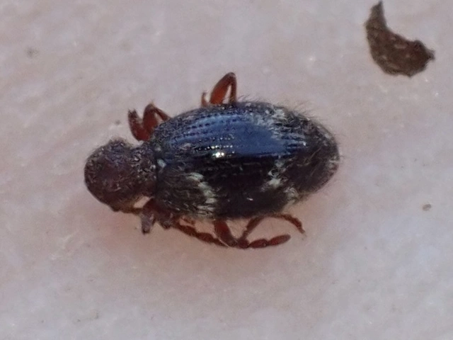 Ptinus rufipes - vöröslábú tolvajbogár