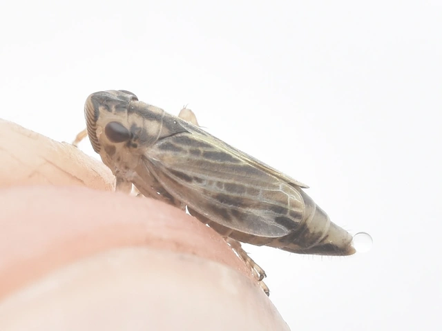 Evacanthus acuminatus