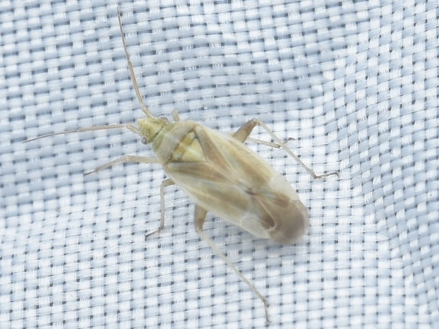 Amblytylus