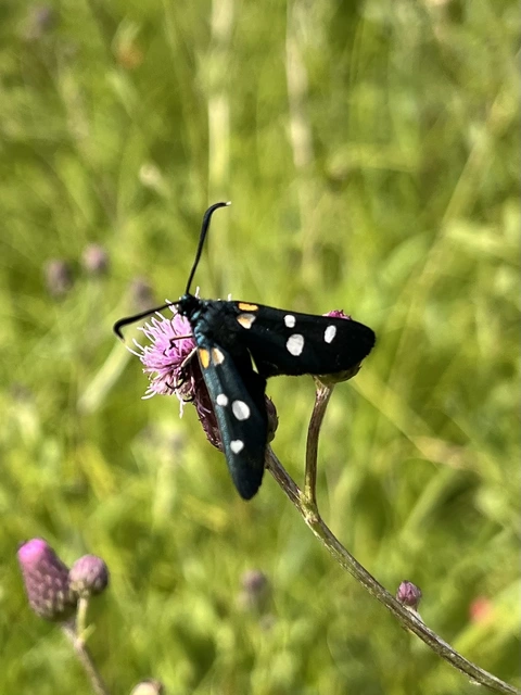 Zygaena ephialtes - változékony csüngőlepke