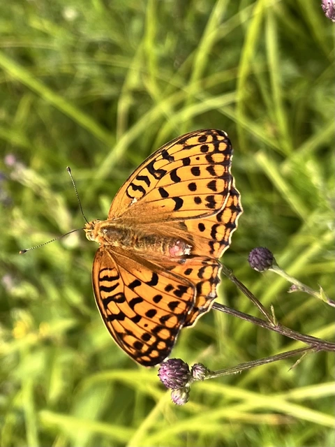 Argynnis adippe - ezüstös gyöngyházlepke