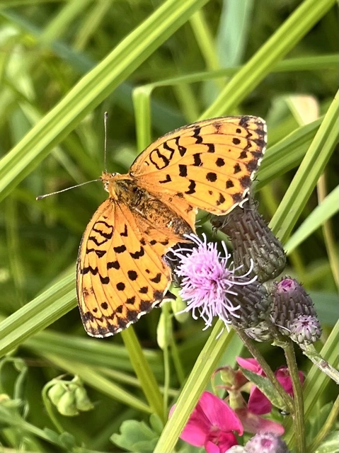 Brenthis daphne - málna-gyöngyházlepke