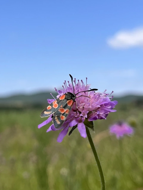 Zygaena carniolica - fehérgyűrűs csüngőlepke