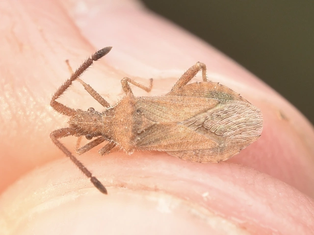 Coriomeris