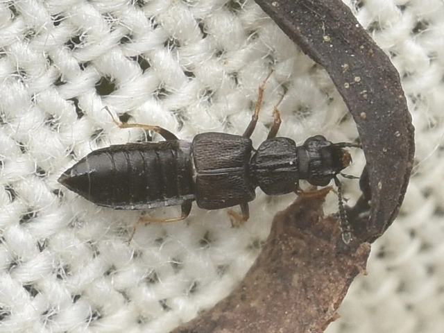 Anotylus rugosus - rovátkáshátú korhóholyva Anotylus rugosus - rovátkáshátú korhóholyva