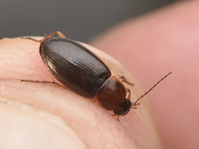 Calathus cinctus - parlagi tarfutó