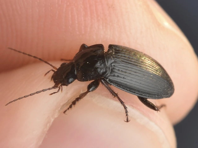 Calathus fuscipes - sokpontos tarfutó