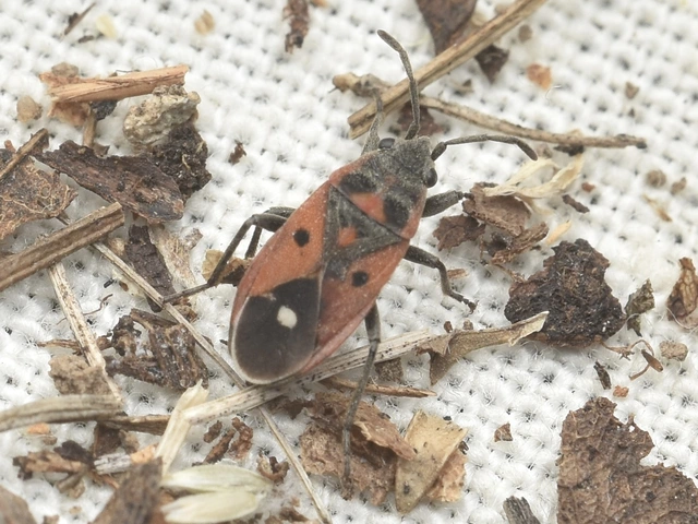 Melanocoryphus tristrami