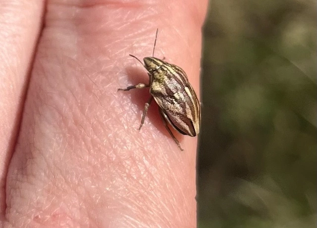 Odontotarsus