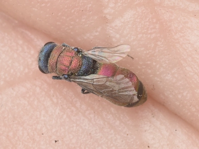 Chrysura dichroa - kétszínű fémdarázs