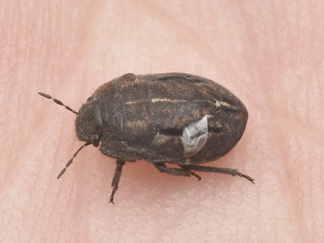 Odontoscelis Odontoscelis