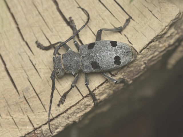 Morimus asper funereus - gyászcincér