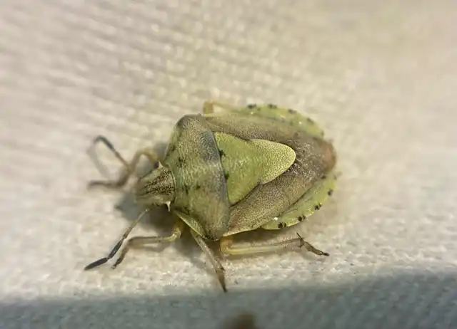Antheminia lunulata - fakó gyümölcspoloska Antheminia lunulata - fakó gyümölcspoloska