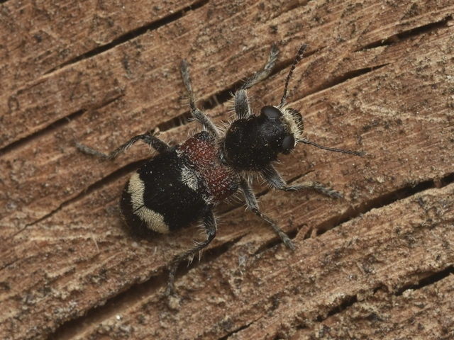 Clerus mutillarius - feketenyakú szúfarkas