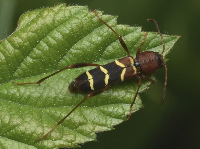 Neoclytus acuminatus - amerikai darázscincér