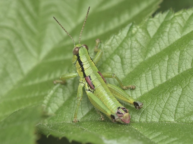 Odontopodisma