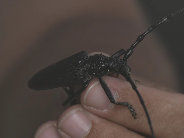 Cerambyx cerdo - nagy hőscincér
