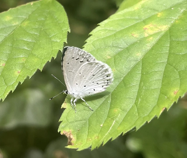 Celastrina argiolus - bengeboglárka