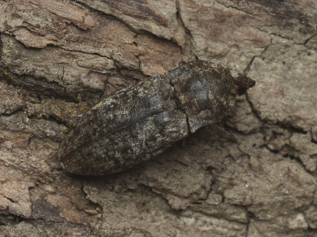 Agrypnus murinus - egérszínű pikkelyespattanó