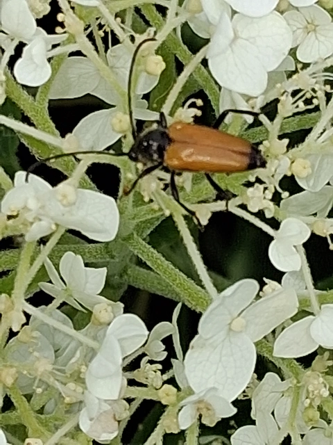 Stictoleptura fulva - vörhenyes virágcincér
