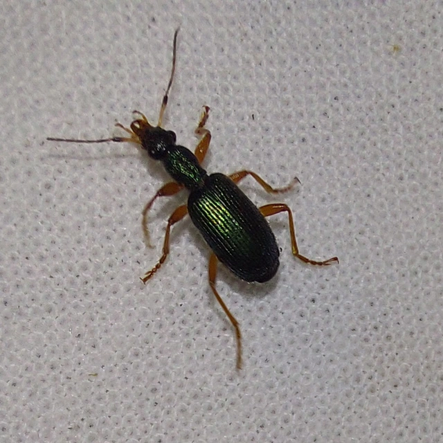 Drypta dentata - atlaszfutó