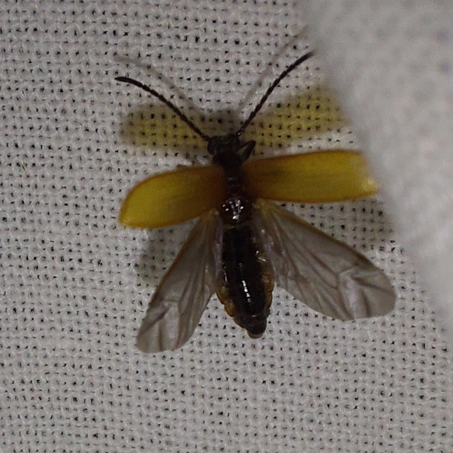 Lagria