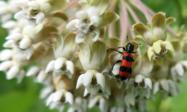 Trichodes apiarius - szalagos méhészbogár