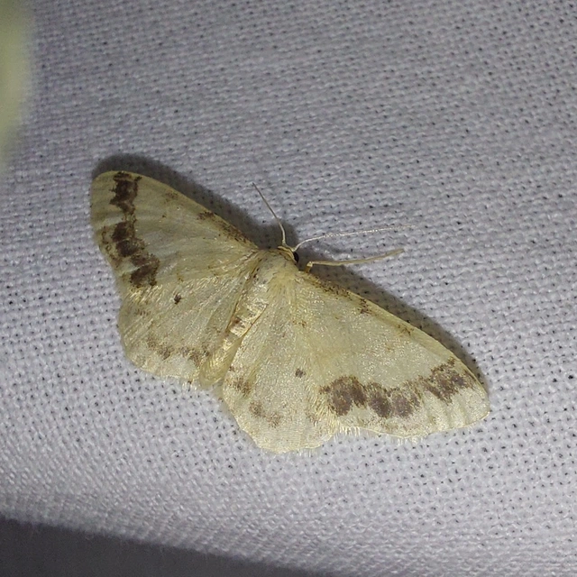 Idaea trigeminata - csúcsfoltos apróaraszoló