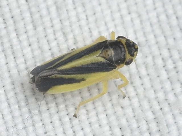 Evacanthus interruptus
