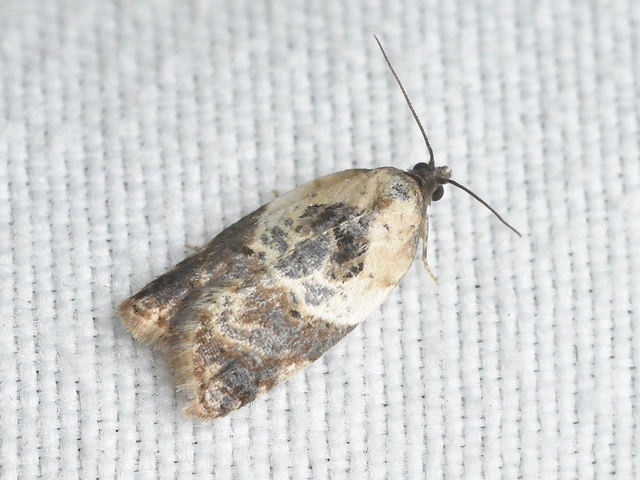Acleris variegana - tarka levélmoly