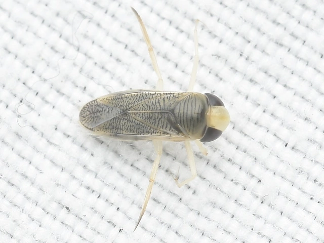 Corixidae - búvárpoloskák Corixidae - búvárpoloskák