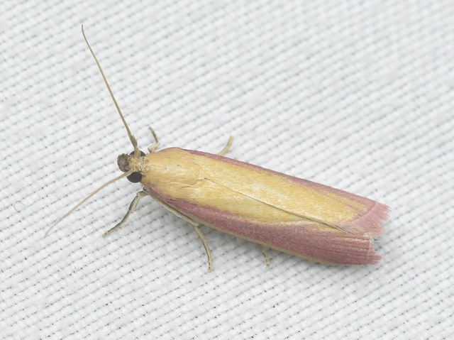 Oncocera semirubella - lucernamoly