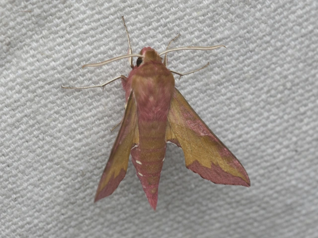 Deilephila porcellus - piros szender