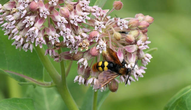 Megascolia maculata - óriás-tőrösdarázs