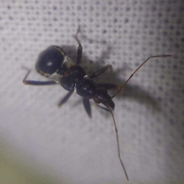 Himacerus mirmicoides - csalán-tolvajpoloska