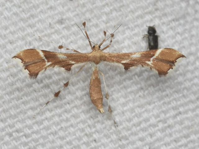 Cnaemidophorus rhododactyla - rózsabogyó-tollasmoly